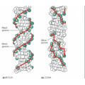 Doenças cardiovasculares Chá de polifenol (CAS 989-51-5)